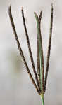 Pinewoods fingergrass